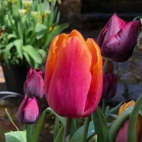 Orange Brilliant Tulip (Tulipa fosteriana Orange Brilliant) Img 1